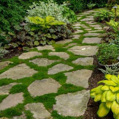 Shade Perennial Garden, Sagina Subulata, Irish Moss, Garden Stepping Stones, Sloped Garden, Stone Pathway, Shade Perennials, Stone Path, Landscaping Supplies