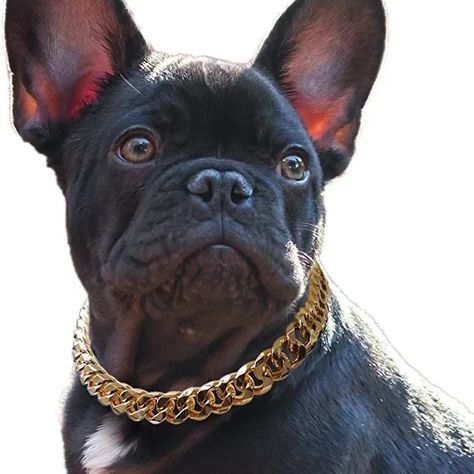 Puppy with gold jewelry chain Dog Bully, Rhinestone Dog Collar, Pet Artist, Outdoor Dog Bed, Frenchie Dog, Chain Collar, Dog Backpack, Necklace Cute, Dog Necklace