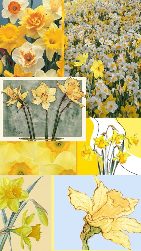 Daffodil Phone Wallpaper, Dafidol Flowers, Daffodil Flower Aesthetic Wallpaper, Daffodil Wallpaper Iphone, Daffodil Wallpaper Aesthetic, Jonquils Flower, Dafodill Flower Aesthetic, Daffodil Reference, Daffodil Collage