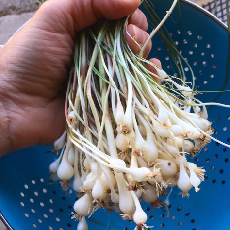 Edible Weeds In Your Yard, How To Forage, Wild Onions In Yard, Wild Onions Recipes, Foraging Michigan, Spring Foraging, Nettle Recipes, Medicinal Weeds, Edible Weeds