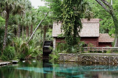 This Easy Hike Leads To One Of Florida's Most Enchanting Spots Natural Springs In Florida, Hiking In Florida, Florida Trail, Ocala National Forest, Florida Adventures, Florida Springs, Places In Florida, Caribbean Culture, Camping Locations