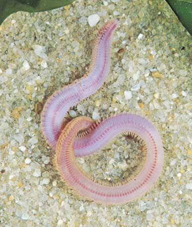 All annelids have a coelom Annelida Phylum, Segmented Worms, Phylum Annelida, Phylum Porifera, Ribbon Worm, Worm Aesthetic, Annelid, Worm Farming, Marine Invertebrates