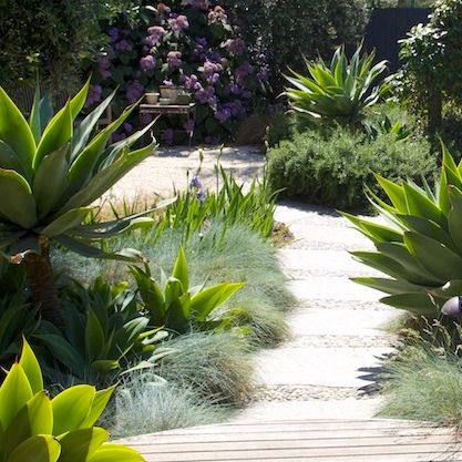 Sculptural Plants, Australian Garden Design, Mediterranean Garden Design, Australian Native Garden, Tropical Garden Design, Drought Tolerant Landscape, California Garden, Dry Garden, Australian Garden