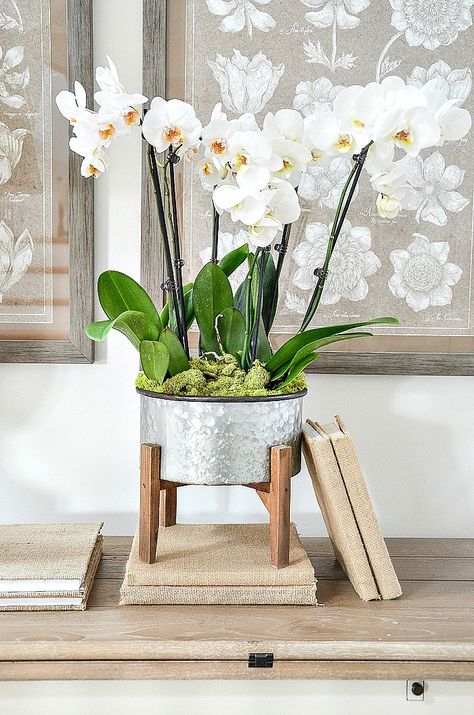 Orchid Arrangements Diy, Orchid Arrangements Ideas, Diy Orchids, Stone Gable, Vases Ideas, Orchid Fertilizer, Orchid Flower Arrangements, Large Vases, Blooming Orchid