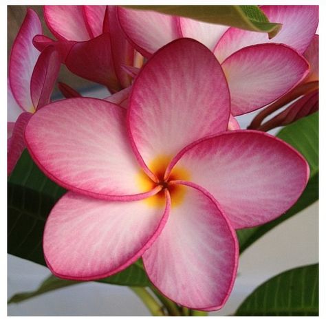 Perfect plumeria Fiori Frangipani, Container Patio, Plumeria Flower Tattoos, Hawaiian Flower Tattoos, Plumeria Tattoo, White Plumeria, Hawaiian Gardens, Pink Plants, Flower Lei