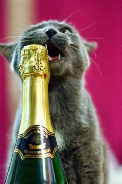 Drunk Cat, Söt Katt, Russian Blue, Cute Kittens, Funny Animal Pictures, Crazy Cat Lady, Christmas Cats, Cat Photo, Crazy Cats