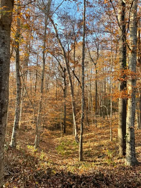 Trees backyard fall autumn leaves November trail hiking hike Sunny Fall Day, Sunny Autumn, Suburban Fall Aesthetic, Autumn Weather Aesthetic, Gloomy Autumn Wallpaper, Autumn Town Aesthetic, Autumn Neighborhood Aesthetic, Fall Pictures, Autumn Aesthetic