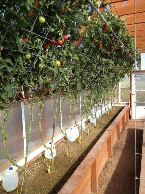 Vertical Vegetable Gardens, Indoor Greenhouse, Backyard Greenhouse, Veg Garden, Tomato Garden, Greenhouse Gardening, Hydroponic Gardening, Vegetable Garden Design, Growing Tomatoes