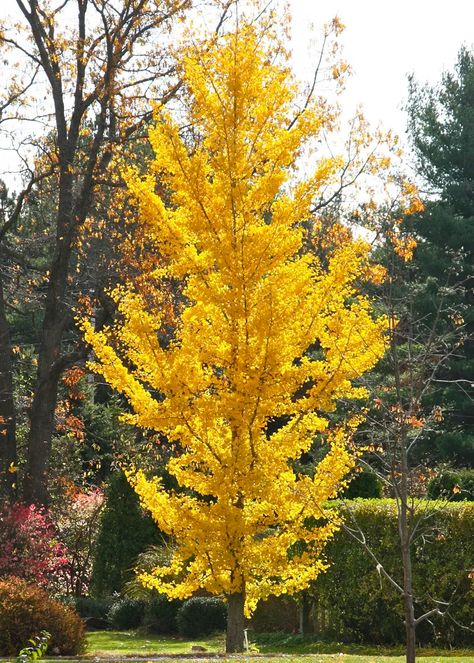 Gingko Tree, Maidenhair Tree, Landscaping Trees, Ginkgo Tree, Specimen Trees, Dogwood Trees, Front Landscaping, Ornamental Trees, Tree Wallpaper