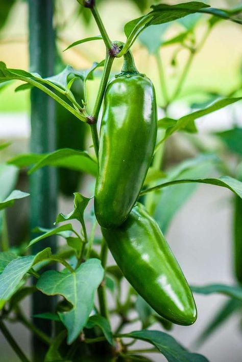 Jalapeno Pepper, How To Grow Jalapenos, Jalapeno Peppers, Jalapeno Plants In Pots, Jalapeño Peppers, Grow Jalapenos From Seed, Jalapeno Plants Growing, Jalapeño Solutions, Growing Jalapenos