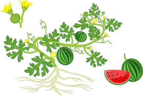 Watermelon plant with fruits, flowers, green leaves and root system on white background vector illustration Rose Outline Drawing, Rose Outline, Watermelon Plant, Fruits Drawing, Plant Vector, Fruit Flowers, Root System, Plant Drawing, Flowers Green