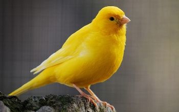 Motivos por los que un canario no canta http://www.mascotadomestica.com/articulos-sobre-aves/motivos-por-los-que-un-canario-no-canta.html Bird Breeds, Animal Reiki, Canary Birds, Animal Spirit Guide, Animal Spirit Guides, Animal Guides, Power Animal, Most Beautiful Birds, Yellow Bird