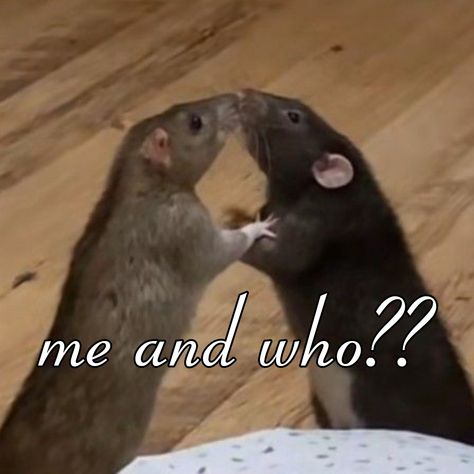 #rats #kissing #ratskissing #silly #girl #girlblogger #relationshipgoals Animal Pfp Cute, Cute Animal Pfp, Animal Pfp, Pet Aesthetic, Fancy Rats, Cute Animal Character, Funny Animal Art, Animal Character, Family Pets