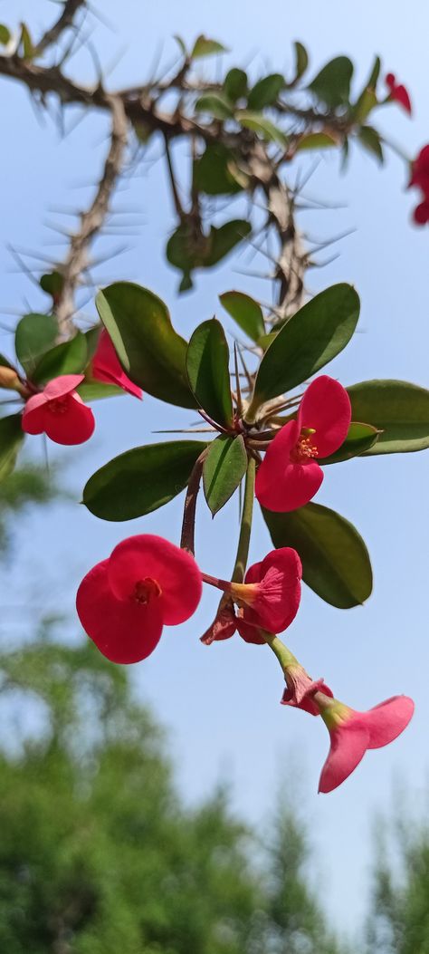 Euphorbia milii (Christ plant) Euphorbia Plant, Ornamental Shrubs, Crown Of Thorns Plant, Euphorbia Milii, Rose Crafts, Long Board, Crown Of Thorns, Cacti And Succulents, Blue Aesthetic