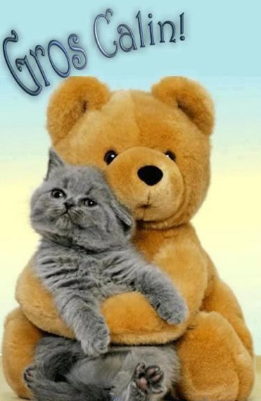 Gros Câlin! - Câlins image #3590 - BonnesImages Calin Gif, Hug Pictures, Beautiful Kittens, Image Chat, Kitten Pictures, Bear Hug, Funny Cat Pictures, Happy Thursday, Happy Cat