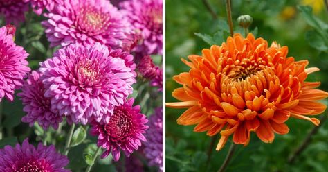 How to Keep Your Mums Blooming Through Fall - MelodyRepeat Hardy Mums, Potted Mums, Planting Mums, Dead Flowers, Insecticidal Soap, Overwintering, Fall Flower, Garden Stuff, Autumn Garden