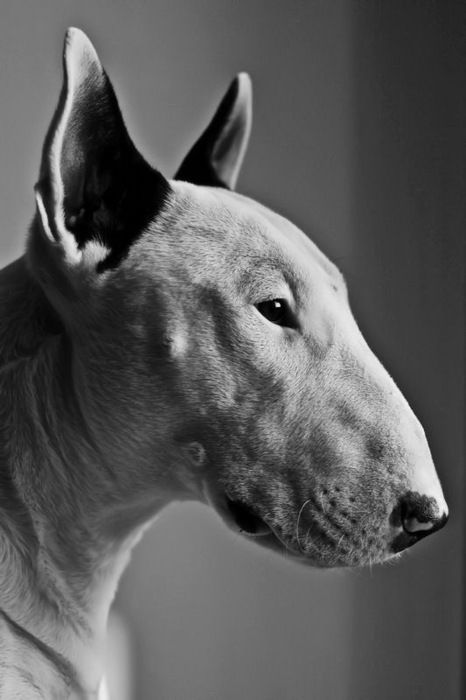 >> Mini Bull Terriers, English Bull Terrier, English Bull Terriers, Bull Terriers, Staffordshire Bull Terrier, Bull Terrier Dog, White Dog, English Bull, Appaloosa