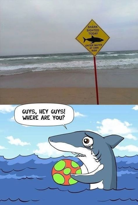 Poor shark… Misunderstood Shark, Photo Memes, The Meta Picture, Shark Pictures, Sharks Funny, Funny Photo, Cute Shark, Shark Week, Memes Humor