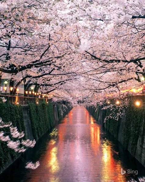 The Meguro River shines at the height of #CherryBlossom season in Tokyo. #Spring #SpringFlowers #ExploreJapan Meguro River, Chinese Blossom, Cherry Blossoms In Japan, Japan Cherry Blossom, Cherry Blossom Wallpaper, Cherry Blossom Painting, Cherry Blossom Japan, Cherry Blossom Festival, Japanese Artwork