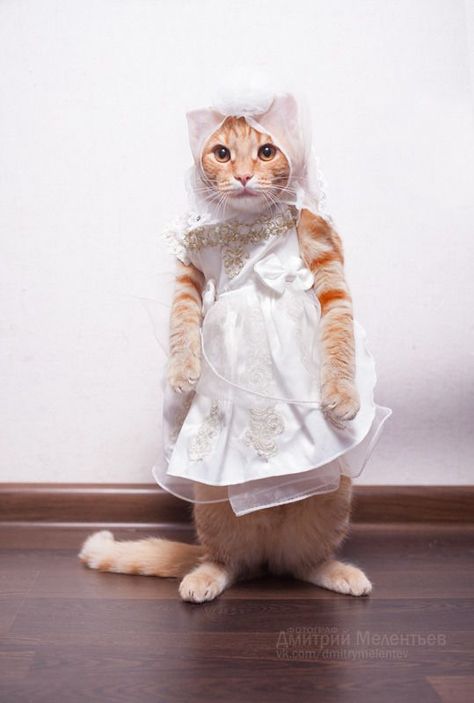 cat bride wedding cat white dress mariage Cat Dressed Up, Kitten Pictures, Cat Costumes, Cat Clothes, Cats Meow, Beautiful Cats, 귀여운 동물, Crazy Cats, Cat Pics