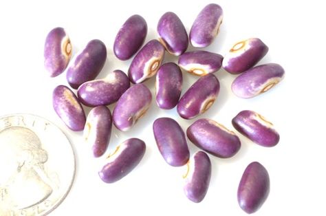 Bean Varieties, Types Of Beans, Food Resources, Pole Beans, Bean Seeds, Color Vibe, Purple Colour, Seed Company, Heirloom Seeds