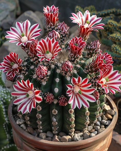 Rare Cactus, Argentine Giant Cactus, Old Fashioned Words, Alien Plants, Succulent Garden Design, Colorful Succulents, Planter Pots Outdoor, Cactus Flowers, Cactus Garden