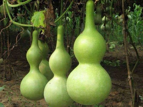 Auyama Gourd Vegetable, Bottle Gourd, Ornamental Plants, Climbing Plants, Organic Vegetables, Landscaping Plants, Seed Starting, Petunias, Planting Seeds