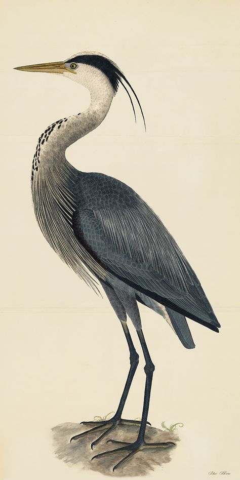 GREY HERON . PL 3 [Rudbeck CFA Edition 3] - $200.00 : Nostalgia Fine Art - Antique Prints - Giclee Prints - Framed Art Purple Heron, Heron Tattoo, Heron Art, Grey Heron, Audubon Birds, Birds Of America, Soyut Sanat Tabloları, Art Antique, Blue Heron