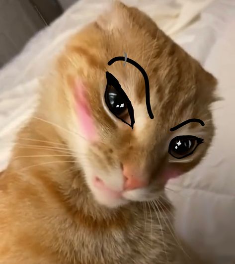 Credits : ME. Cats With Drawn On Eyebrows, Cat Raising Eyebrow, Eyebrow Cat, The Rock Eyebrow, Crazy Eyebrows, Draw Eyebrows, How To Draw Eyebrows, Raised Eyebrow, Cats Memes