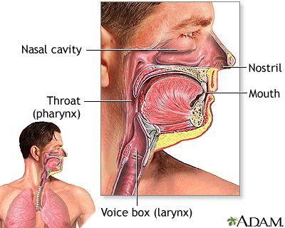 upper respiratory tract Human Respiratory System, The Respiratory System, Upper Respiratory Infection, Nasal Cavity, Voice Lesson, Powerpoint Lesson, Respiratory Infection, Natural Cold Remedies, Did You Know Facts