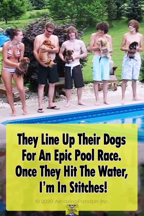 Happy Dog Videos, Dog Pool Diy, Dog Pool Ideas, Dachshund Swimming, Doxie Humor, Happy Dogs Funny, Weenie Dogs Funny, Propagation Succulents, Dog Pools