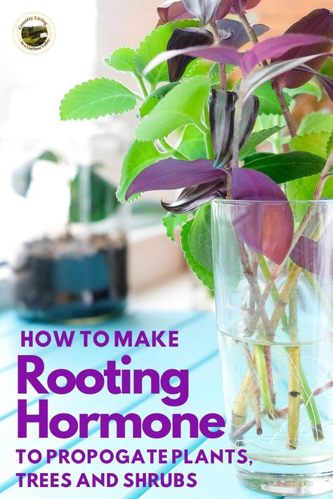 How to make homemade rooting hormone. Use willow branches to make cheap, effective, all natural rooting hormone. Propogate shrubs, trees and plants with this easy to make rooting hormone. #rootinghormonediy #gardeningtips #propogation Rooting Hormone Diy, Landscaping Natural, Rooting Plants, Willow Water, How To Make Water, Watering Plants, Diy Hack, Household Plants, Vegetable Garden Planning