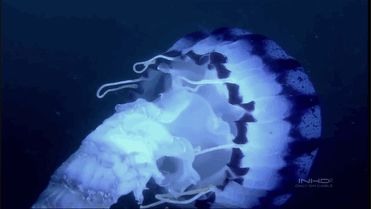 drxgonfly Jellyfish Gif, Fish Gif, Sea Jellies, Blue Jellyfish, Deep Sea Creatures, Pure Energy, Water Life, In The Deep, Aesthetic Gif