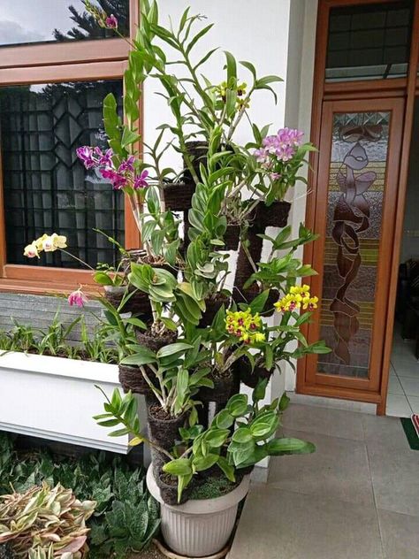 Dendrobium Orchids Arrangement, Orchid Stand, Small Tropical Gardens, Dendrobium Orchid, Orchid Plant Care, Air Plants Decor, Orchid Tree, Orchid Planters, Inside Garden