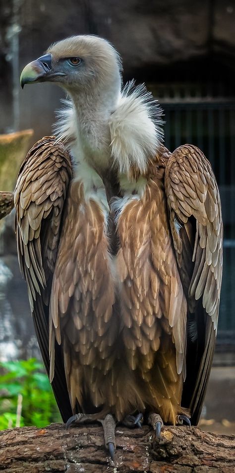 A vulture up close. #Birds#BirdsOfPrey #Vulture #BirdFeathers Vulture Marvel, Tattoo Nature, Animals Tattoo, Wallpaper Aesthetics, Cats Videos, World Birds, Adorable Kittens, Bear Pictures, Exotic Birds