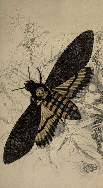 Scary moth. Its wings look like lace, and there's a skull on the abdomen. Sweet! Scientific Botanical Illustration, Deathshead Moth, Sphinx Moth, Deaths Head Moth, Ivy House, Scientific Illustration, Alphonse Mucha, Arte Fantasy, A Butterfly