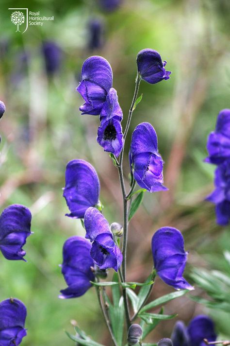 Royal Horticultural Society - RHS - Flower - Aconitum napellus Shady Plants, Aconitum Napellus, British Wildflowers, Botanical Sketchbook, Fantastic Flowers, Dark Green Leaves, Orchid Show, Border Ideas, Herbaceous Border