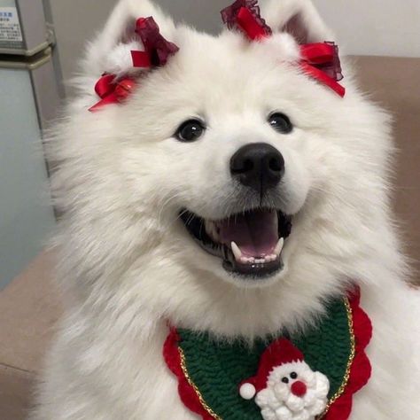 Blushing Anime, Dog Christmas Pictures, Really Cute Puppies, Samoyed Dogs, Very Cute Dogs, Anime Canvas Art, Wolf Dog, Fluffy Animals, Cute Cats And Dogs