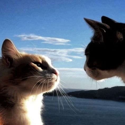 Two cats, one orange and one black and white, look at each other with loving eyes. The background portrays a blue and cloudy sky, following a calm ocean and a dark green island. In the original photo, the cats kiss. Cats Loving Each Other, Cats Looking At Each Other, 2 Cats Together, 2 Cats In Love, Cats Kissing, Two Cats In Love, Cats Dating, Two Cute Cats, Cat In Love