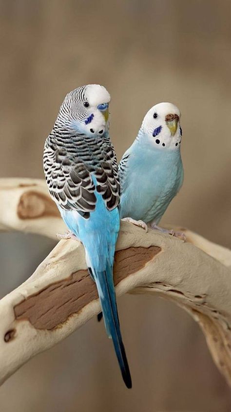 Budgies Wallpaper, Parakeet Wallpaper, Budgie Pictures, Parakeet Art, Budgerigar Bird, Budgies Parrot, Budgie Bird, Blue Budgie, Pet Parrot