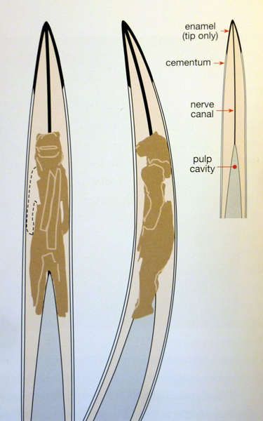 Lion Man/Woman how it was carved from the Mammoth ivory tusk Lion Man, Paleolithic Art, Mammoth Ivory, Homeschool Art, The Cave, Lion Head, The Lion, The Valley, Archaeology