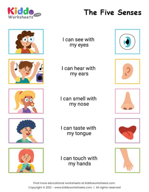 Senses Worksheets For Kids, Fire Safety Preschool Crafts, 5 Senses Worksheet, Five Senses Worksheet, Preschool Worksheets Free Printables, My Five Senses, Worksheet Kindergarten, Kindergarten Phonics Worksheets, Senses Activities