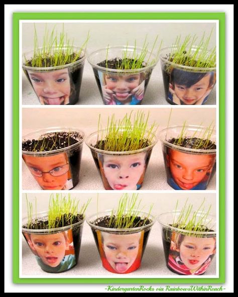 Science in Kindergarten: Growing Seeds with photo cups from Kindergarten Rocks via RainbowsWithinReach Spring Garden Activities For Preschool, Vetenskapliga Experiment, Kindergarten Rocks, Growing Hair, Spring Preschool, Baked Spaghetti, Kindergarten Science, Preschool Science, Spring Activities