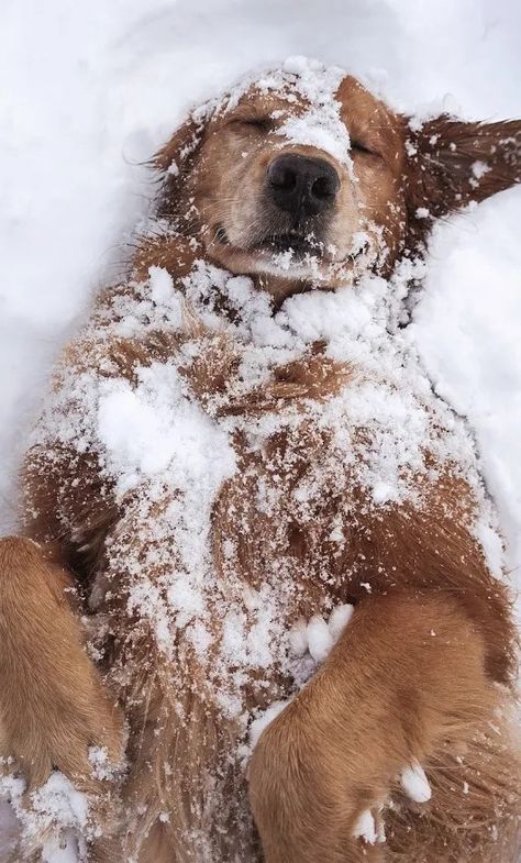 Het sneeuwt Chien Golden Retriever, Golden Retriever Mix, Snow Dogs, Pretty Dogs, Cute Animal Photos, Screen Wallpaper, Adorable Animals, 귀여운 동물, Cute Funny Animals