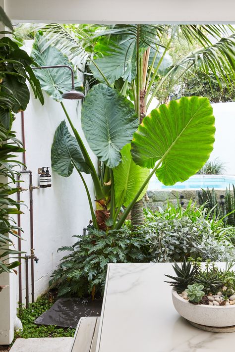 Elephant Ear Landscaping Ideas, Giant Elephant Ear Plant Landscaping, Elephant Ears Plants, Planting Palette, Big Leaf Plants, Keys House, Tropical Landscape Design, Tropical Garden Design, Elephant Ear Plant