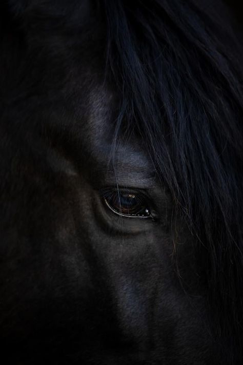 Calm eyes at ArtfullyWalls, #photography #eye #horse #calm #black #animal #nature #stellarspaces #homeinspiration #styleithappy #dailydecordose #dreamhome #housegoals #interiorlovers #designinspo #decorinspo #interiordecor #interiordesign #artfullywalls #gallerywall #gallerywallinspo #artprints #homeinspiration #rockininteriors #sorealhomes #styleithappy #interiorlovers #interiorstyling #styleithappy #artfullywalls #artprints #affordableartprints #wheretobuyart Horse Details Photography, Horse Close Up, Black Horse Photography, Horse Photography Art, Equine Decor, Horse Images, Equine Artwork, Photography Details, Equestrian Shop