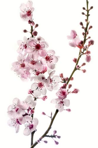 Beautiful branch Cherry Blossom Tattoos, Cherry Blossom Tree Tattoo, Blossom Tree Tattoo, White Cherry Blossom, Cherry Blossom Tattoo, Blossom Tattoo, Sakura Tree, Cherry Blossom Art, Blossoms Art