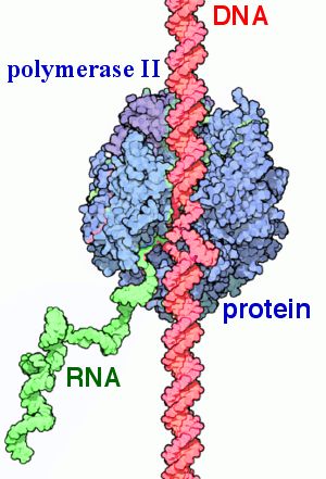 From Wikiwand: Function of RNA Polymerase II (transcription). Newly synthesized RNA strand by enzyme(green). Transcription Biology, Transcription And Translation Biology, Rna Transcription, Genetics Infographic, Genetically Modified Organisms, Rna Polymerase, Dna Polymerase, Structural Model, Eukaryotic Cell