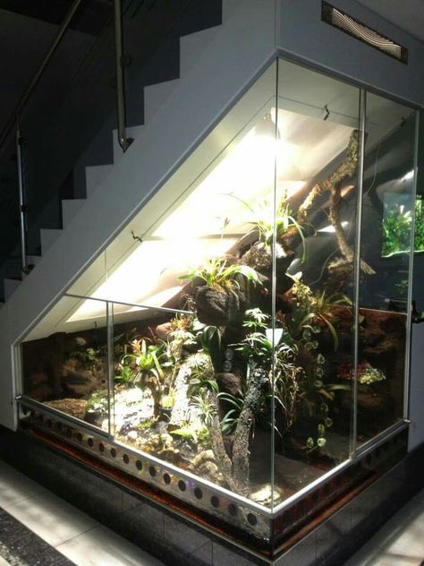 Python Enclosure, Staircase Banister Ideas, Home Stairs, Reptile House, Aquascape Design, Hardwood Stairs, Reptile Room, Aquarium Terrarium, Wood Staircase