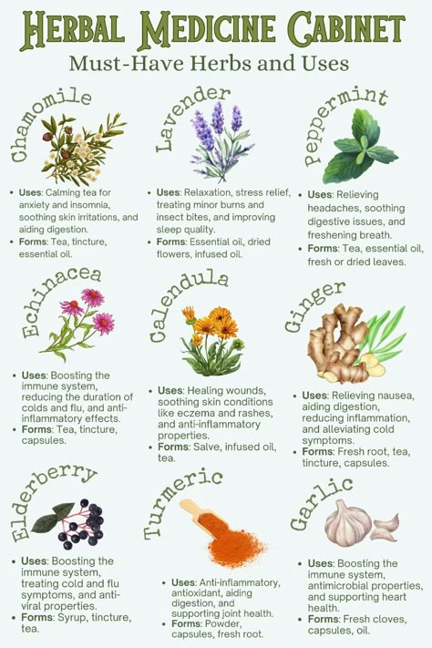 Discover the essentials for your herbal medicine cabinet with my top 9 must-have herbs and their incredible uses! From calming chamomile to immune-boosting elderberry, these herbs are perfect for natural remedies. Save this pin to build your own herbal apothecary and enjoy the benefits of these powerful plants. 🌿✨ #HerbalMedicine #NaturalRemedies #Cottagecore #Herbalism #DIYHerbalMedicine How To Make Herbal Medicines, Holistic Herbs Herbal Medicine, List Of Herbs And Their Benefits, Herbs Medicinal Healing, Plant Remedies Herbal Medicine, Herbs And Their Uses Natural Remedies, Herbs Medicinal Uses, Herb Remedies Medicinal, Herbs That Heal